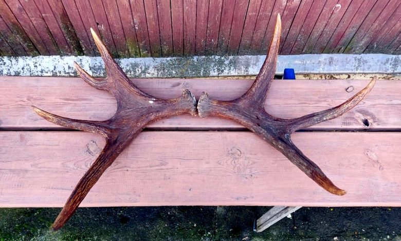 В Волковысском районе двоих мужчин задержали за необычную кражу