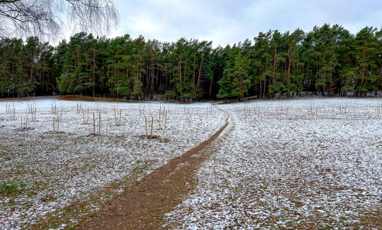сколько деревьев высадили на знаменитой гродненской горке