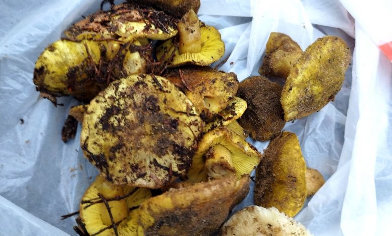 Набрал перед Новым годом зеленок