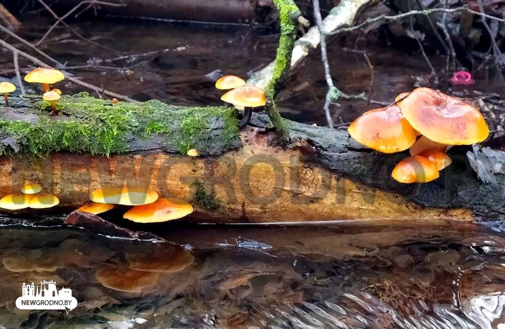 Смотрим, какие грибы есть в белорусских лесах зимой