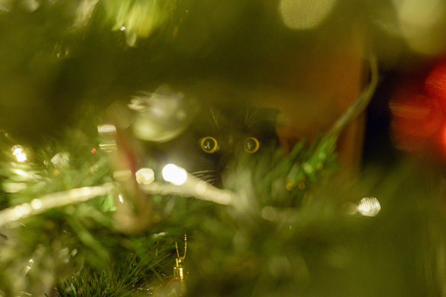 Как защитить новогоднюю елку от кошки?