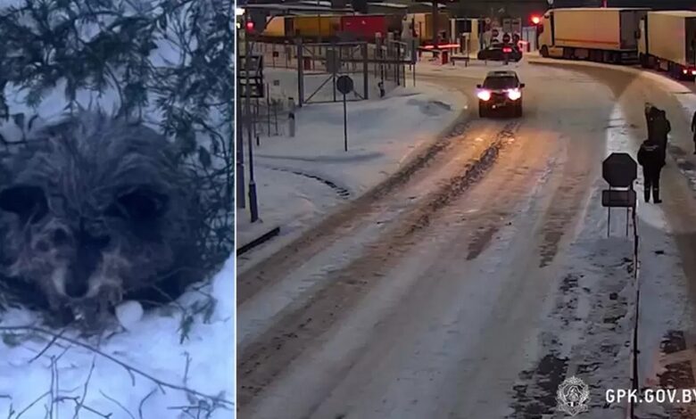 Белорусские пограничники спасли