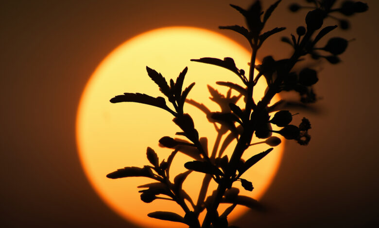 Ученые предсказывают в 2024 году небывалую жару