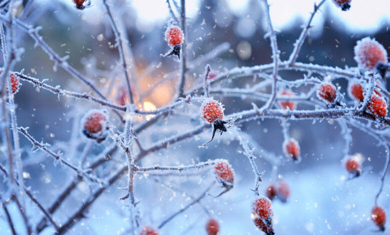 Когда придут настоящие