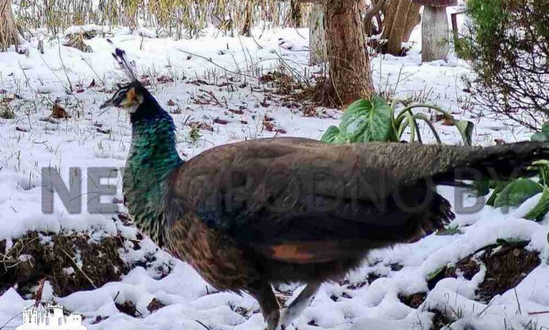 «Морозы переждал в теплице»