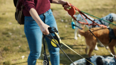 Что можно, а что нельзя владельцам собак в Беларуси