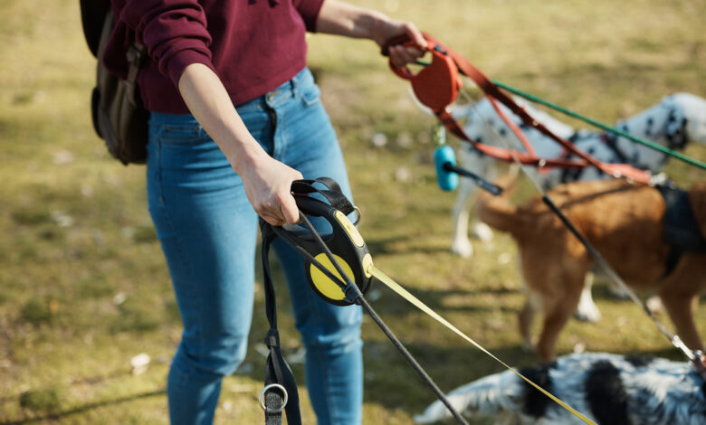 Что можно, а что нельзя владельцам собак в Беларуси