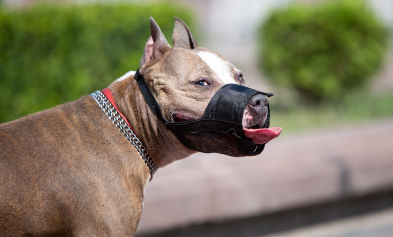 Что можно, а что нельзя владельцам собак в Беларуси