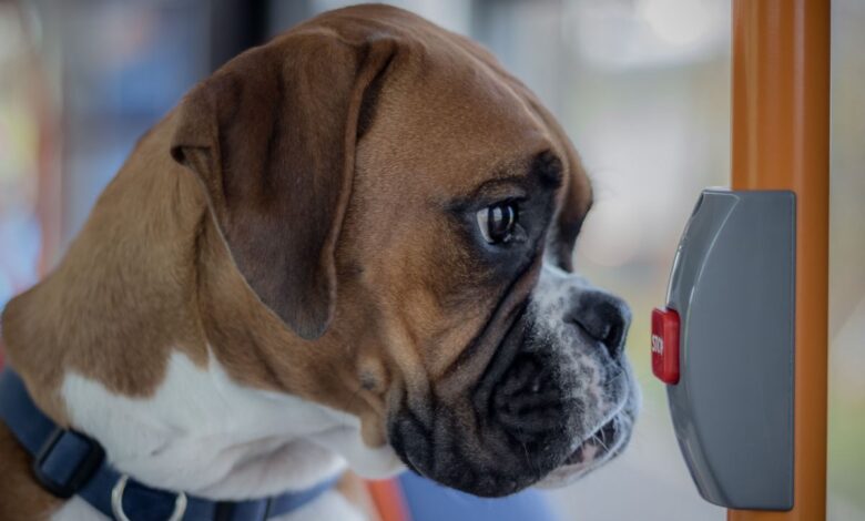 Что можно, а что нельзя владельцам собак в Беларуси