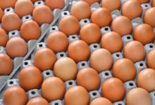 Более 37 миллионов яиц.