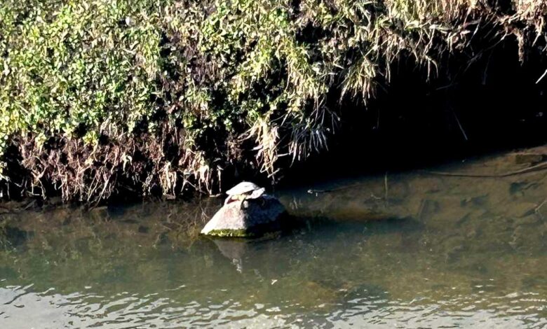 В центре Гродно вновь заметили черепаху