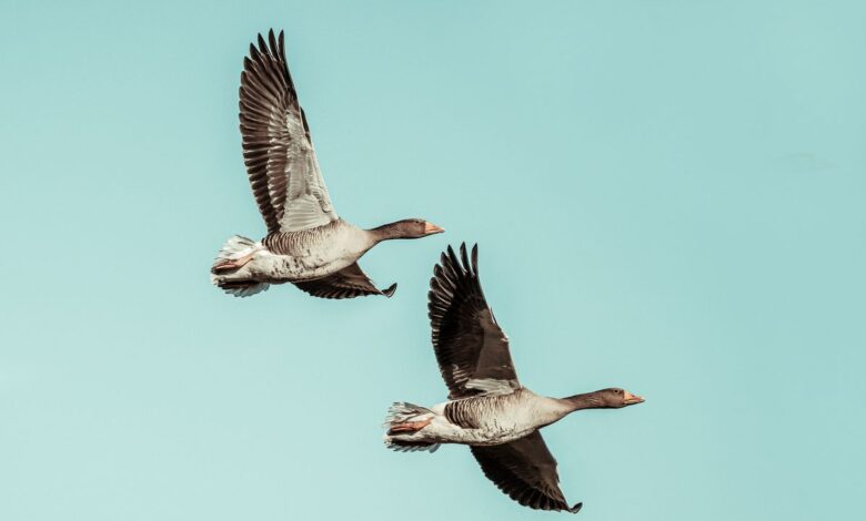 В Беларуси открывают охоту на гусей и уток