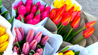 В Гродно стартовала продажа тюльпанов к 8 марта