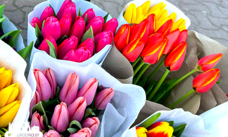 В Гродно стартовала продажа тюльпанов к 8 марта