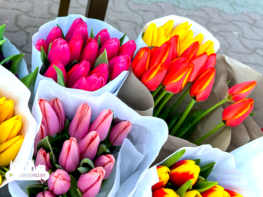 В Гродно стартовала продажа тюльпанов к 8 марта