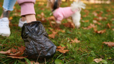 Жители молодого спальника в Гродно жалуются на владельцев собак