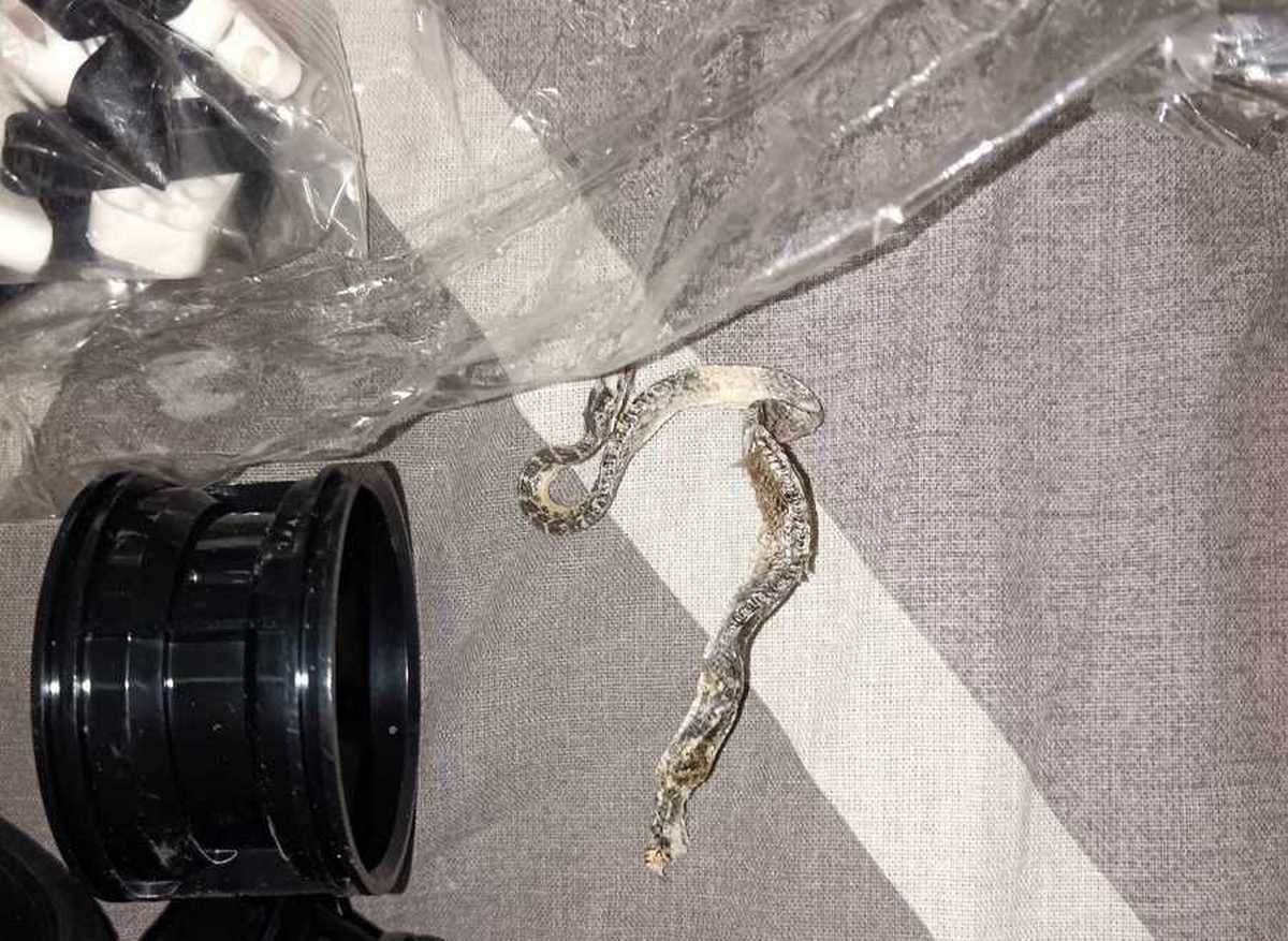 В Лиде в детском конструкторе нашли змею