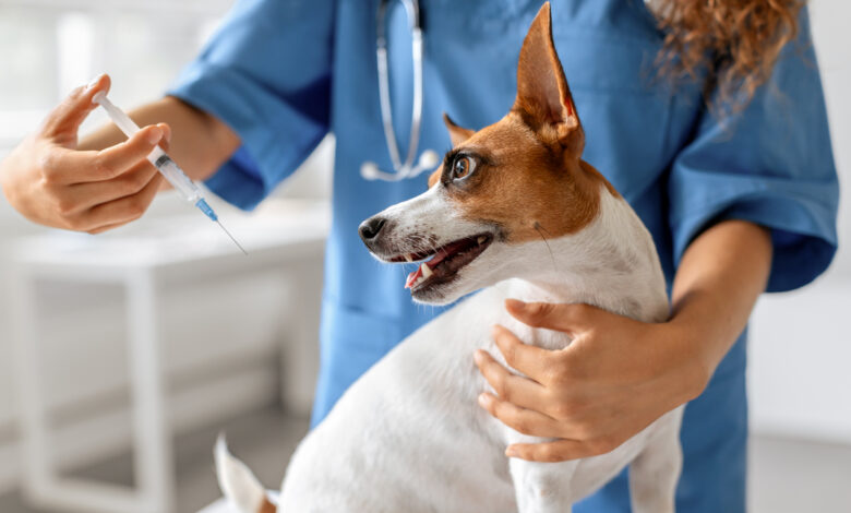 В Гродно стартует кампания по вакцинации домашних кошек и собак