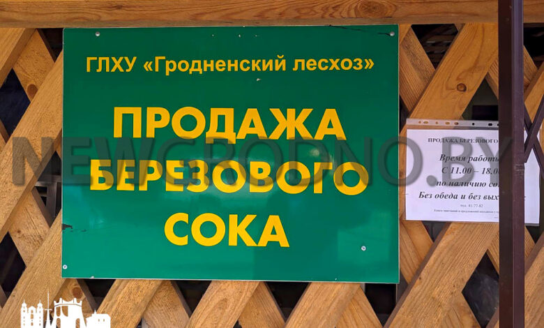 В Гродно за березовым соком выстроились очереди