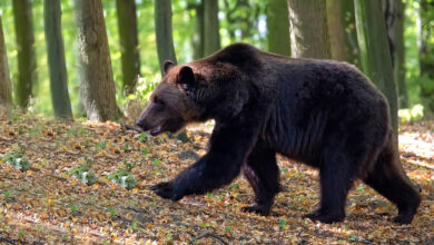Медведь убил белоруску в горах Словакии