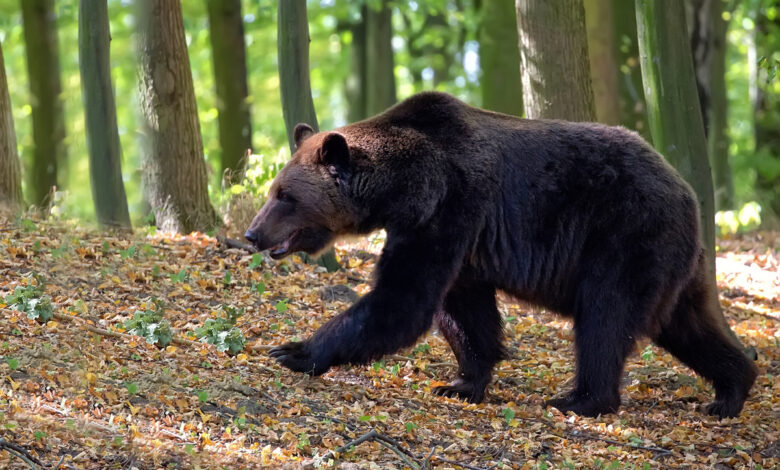 Медведь убил белоруску в горах Словакии