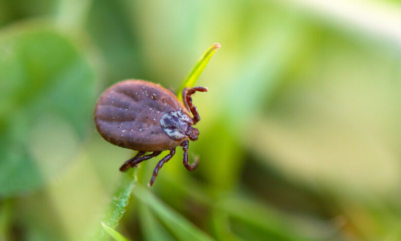 Клещи кусают и осенью