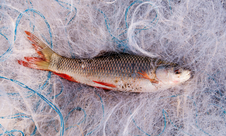 Исповедь бывшего браконьера