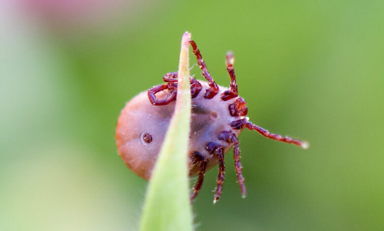 где клещи чаще всего кусают гродненцев