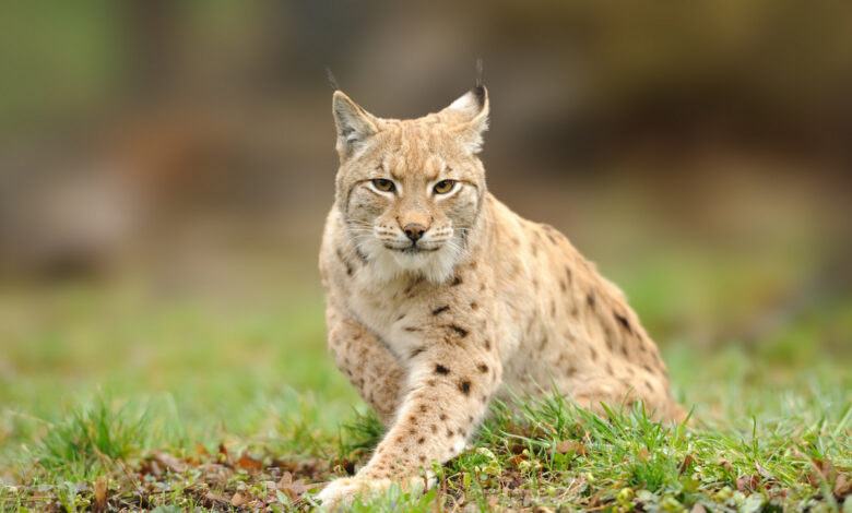 Под Гродно заметили рысь