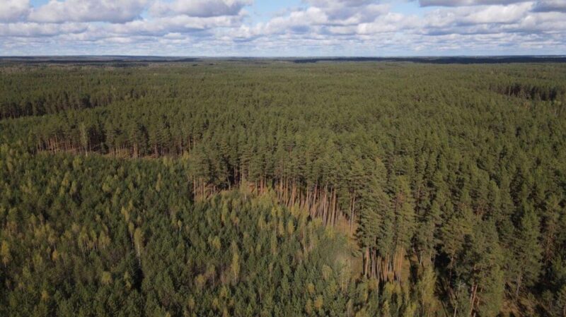 Беларусь покрыла все леса