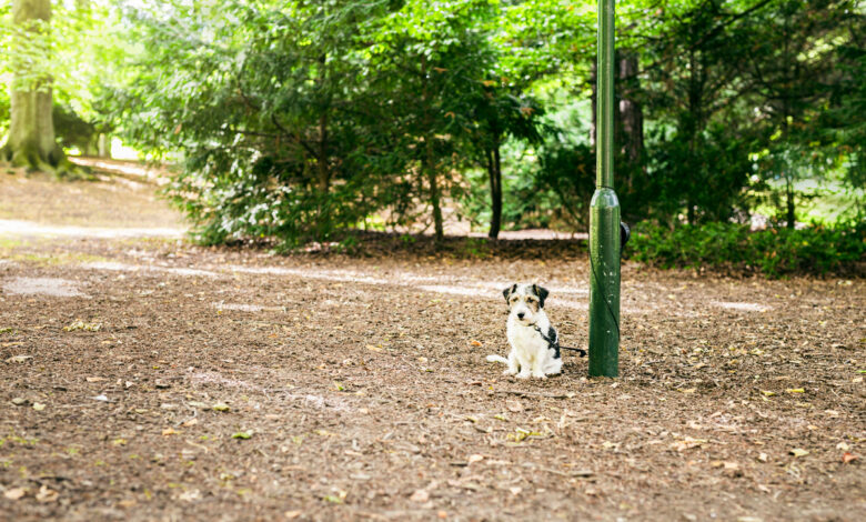 Привязали собаку на остановке и дразнили