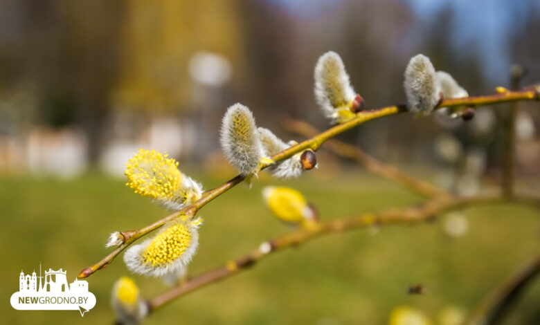 В Гродно на выходных пришла аномальная жара