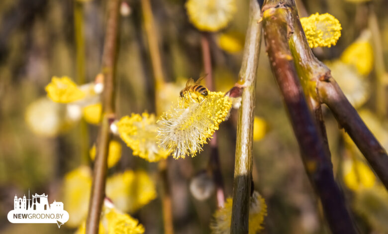 В Гродно на выходных пришла аномальная жара