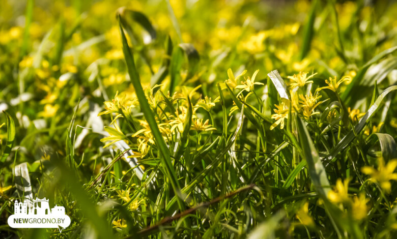 В Гродно на выходных пришла аномальная жара