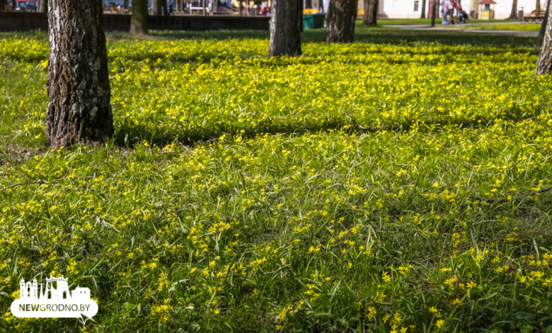 В Гродно на выходных пришла аномальная жара