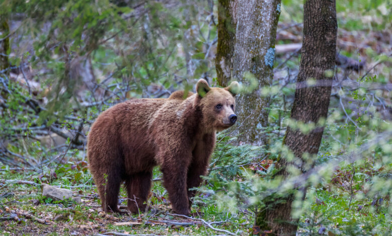 Медведь гуляет вдоль трассы