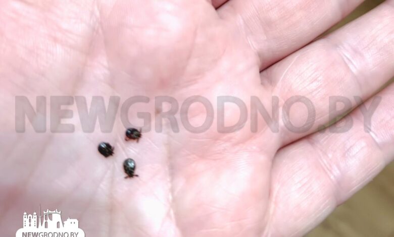 Где клещи кусают белорусов?