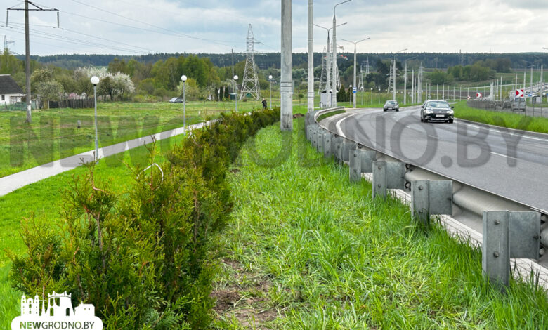 Рядом с Восточным мостом высадили целую аллею из туй