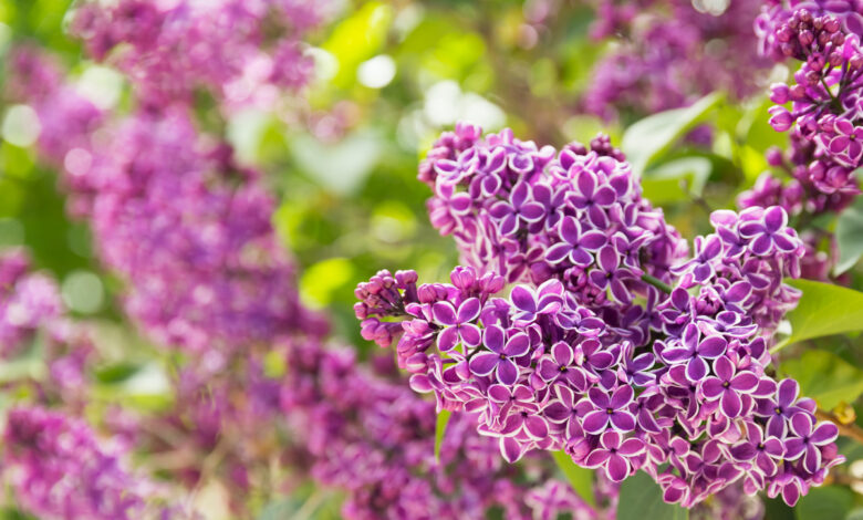 В Беларуси за а одни цветы штраф, за другие - уголовка