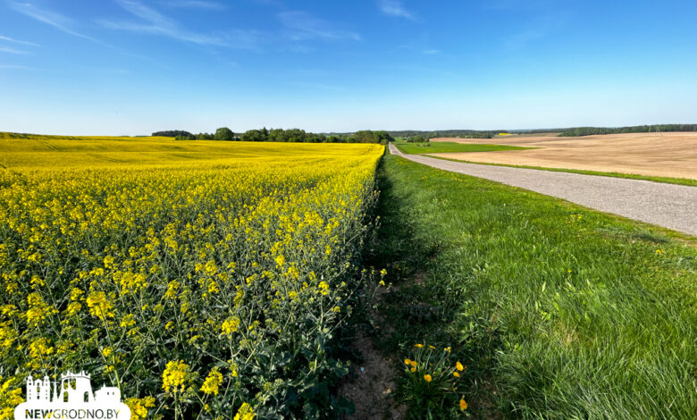 Поля с рапсом под Гродно