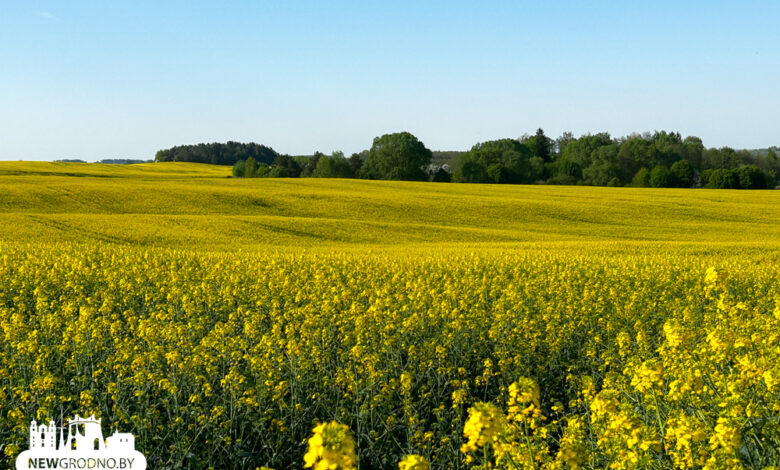 Поля с рапсом под Гродно