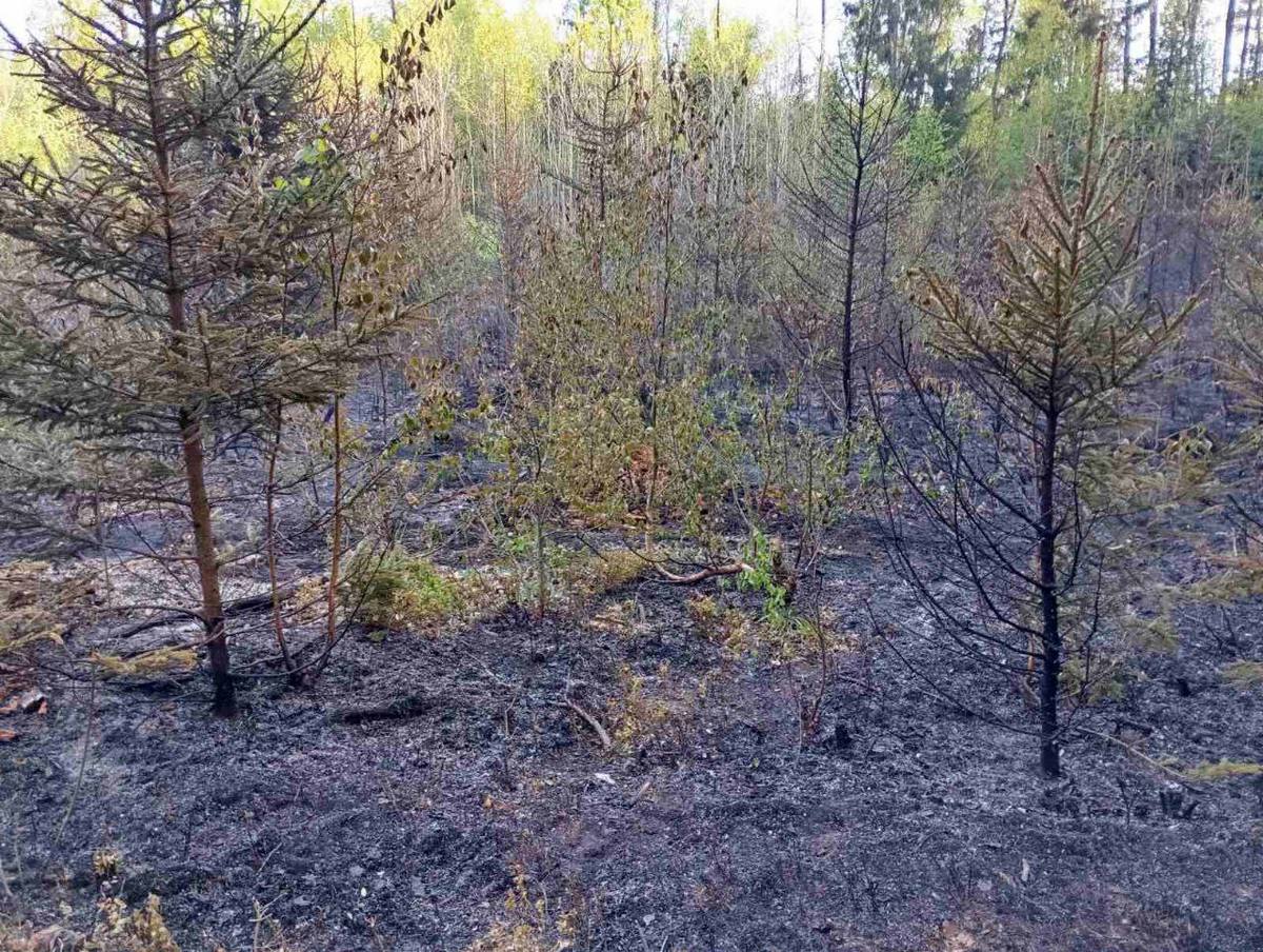 В Щучинском районе кто-то поджёг лес