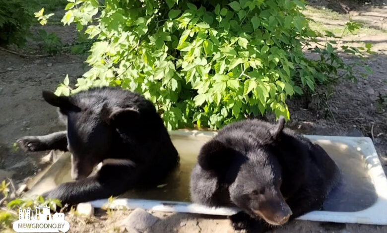 Медвежата Маша и Леша осваиваются