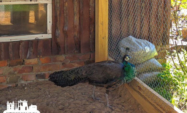 Самка павлина нашла новый дом