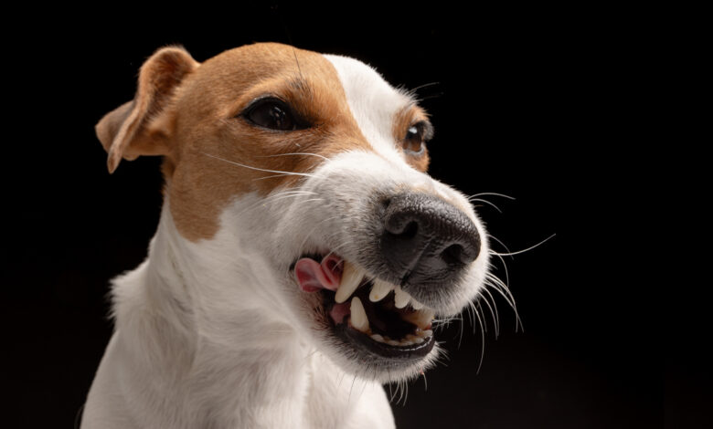 В Гродно женщину покусали