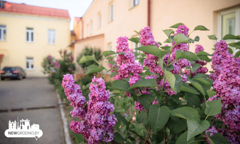 Гродно переоделся во все возможные