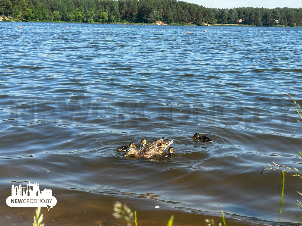 Загорают