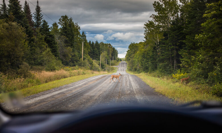 kosulya-sprovotsirovala-avariyu-s-dvumya-mashinami