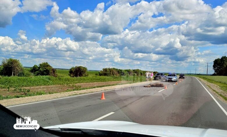 Под Волпой легковушка сбила лося