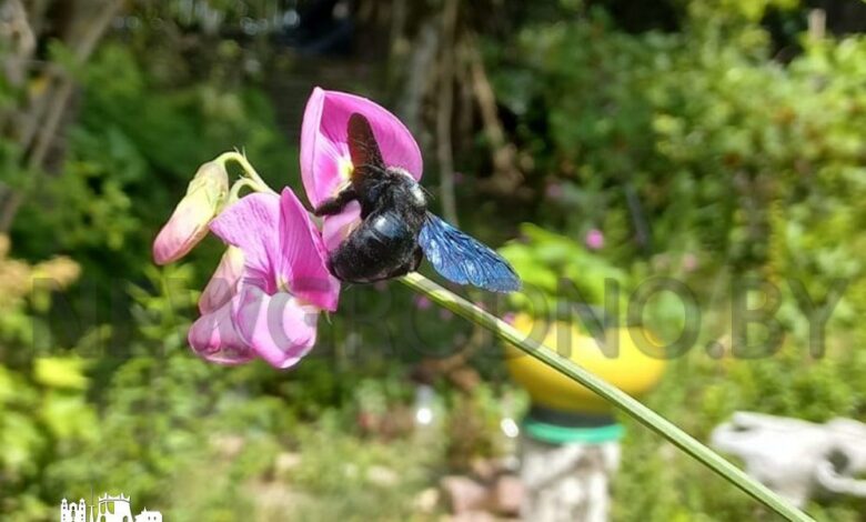 Под Гродно заметили редчайшую краснокнижную